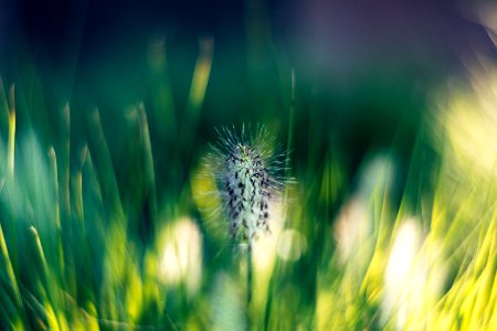 Vibrant, Bokeh, Green