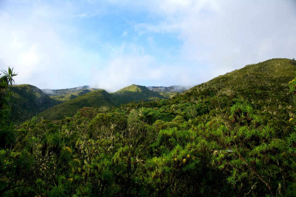 Mount kilimanjaro, Tanzania, Rainforest