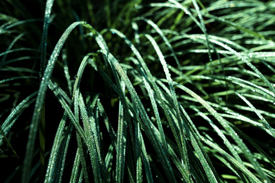 Water, Grass, Droplets