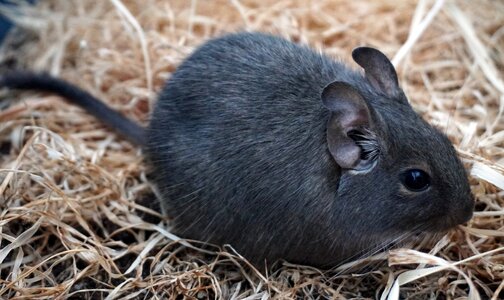 Wore rat dry grass pet