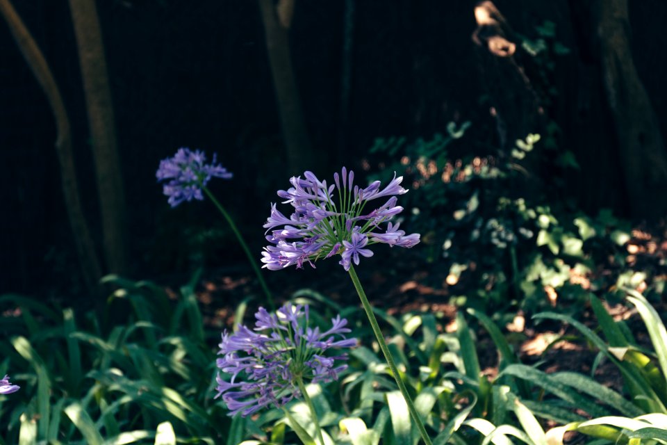 Barcelona, Spanien, Nature