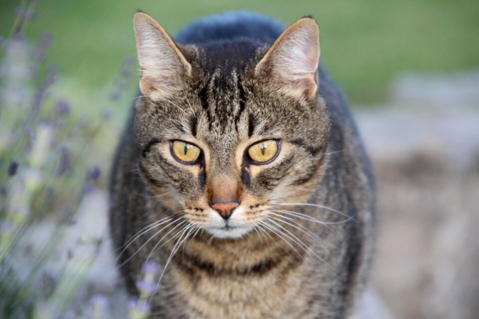 Cat domestic cat Free photos