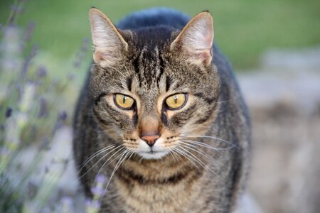 Cat domestic cat Free photos