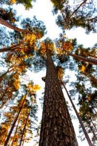 Treetops, Trees, Forest
