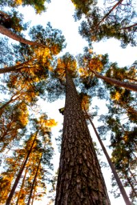 Treetops, Trees, Forest photo