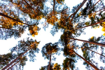 Trees, Forest, Treetops