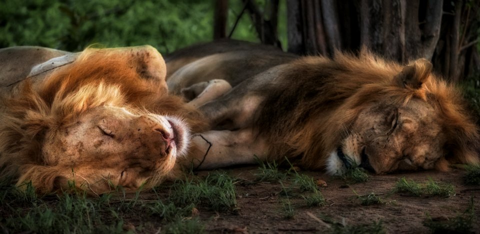 lion and lioness sleeping on green grass photo