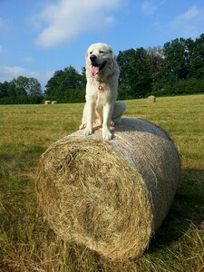 Sitting hay grass