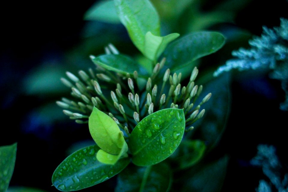 closeup photo of green leafed plant