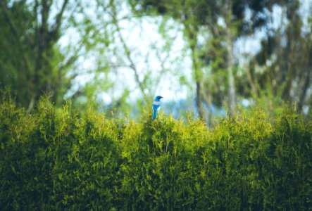 blue bird perched on plant during daytime photo
