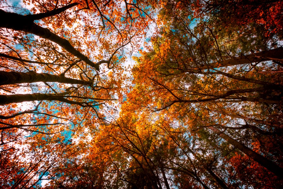 Eugene, United states, Oregon
