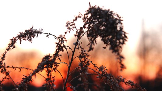 Glow, Sun, Sunset