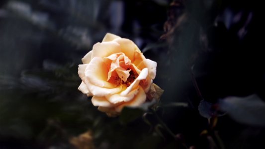 Rose, Nature, Flower