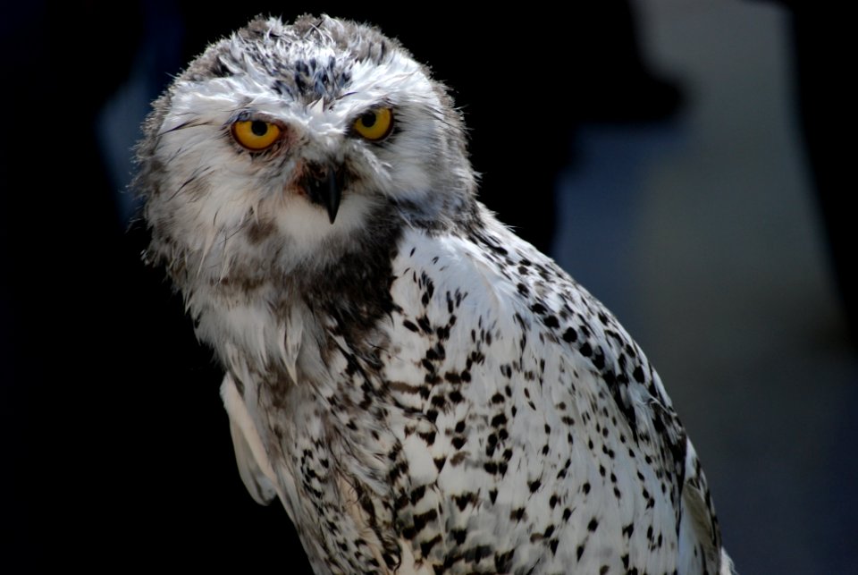 selective focus photography of owl