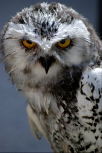 Bird, Animal, Snow owl photo