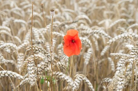 Wheat red yellow