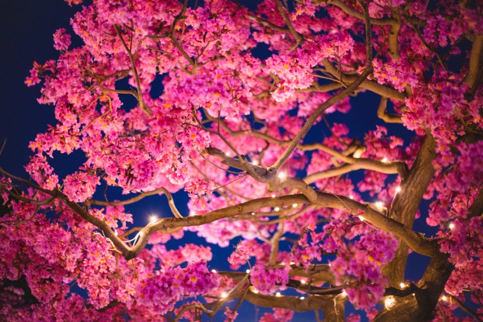 Evening, Lights, Cherry blossom