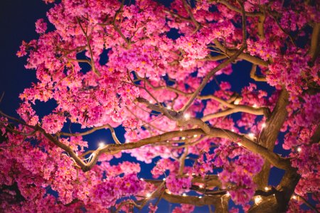 Evening, Lights, Cherry blossom