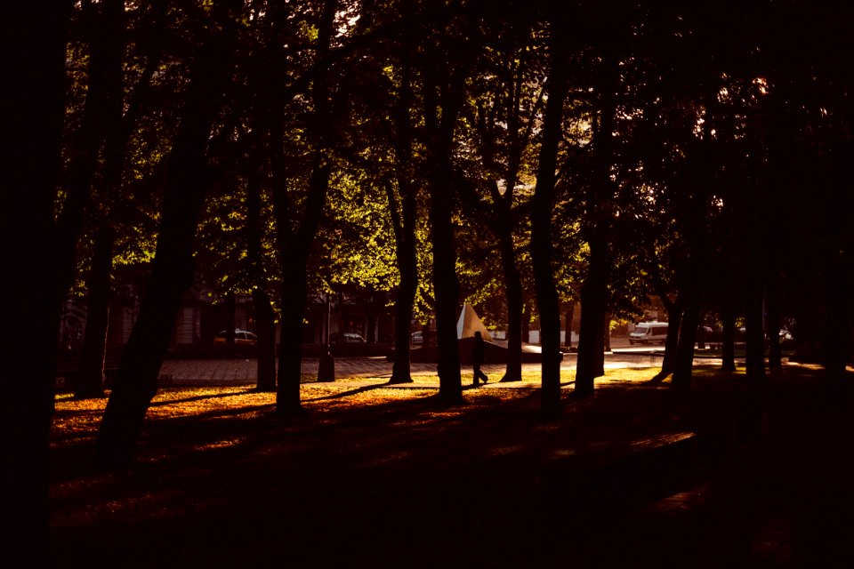 trees during night time photo