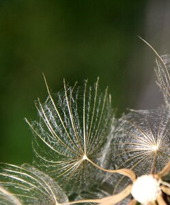 Dandelion screen Free photos