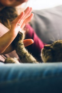 tabby cat touching person's palm photo