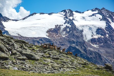 herd of brown animals on mountain at daytime photo