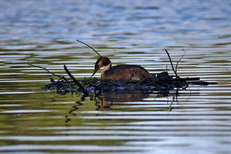 Wildlife water nature
