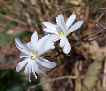 Plant garden nature photo