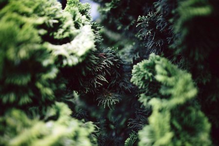 Close-up of the branches of coniferous trees photo