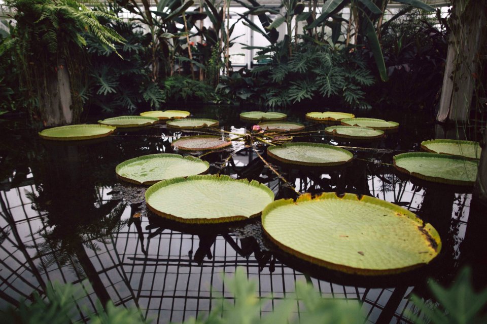 Phipps conservatory, Botanical gardens, Pittsburgh