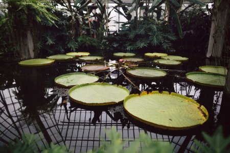 Phipps conservatory, Botanical gardens, Pittsburgh photo