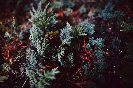 selective focus photography of green leafed plants