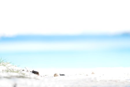 white shore under sunny sky photo