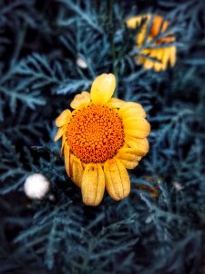 Mexico city, Mexico, Flowers