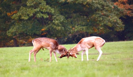 Richmond, United kingdom, Wildlife