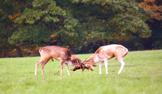 Richmond, United kingdom, Wildlife photo