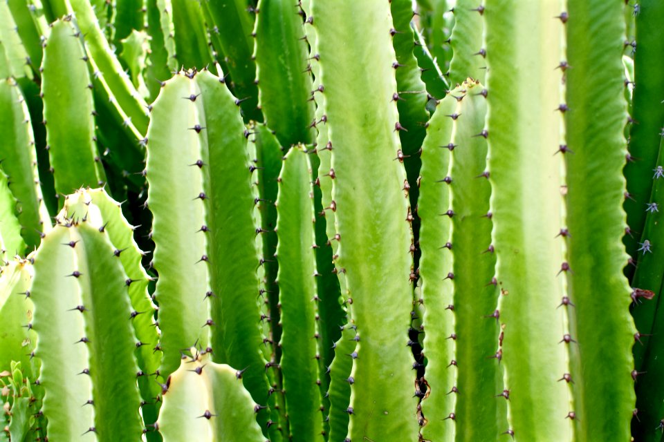 Nature, Ace hotel, Palm springs