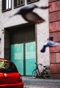 Car, Door, Pigons photo