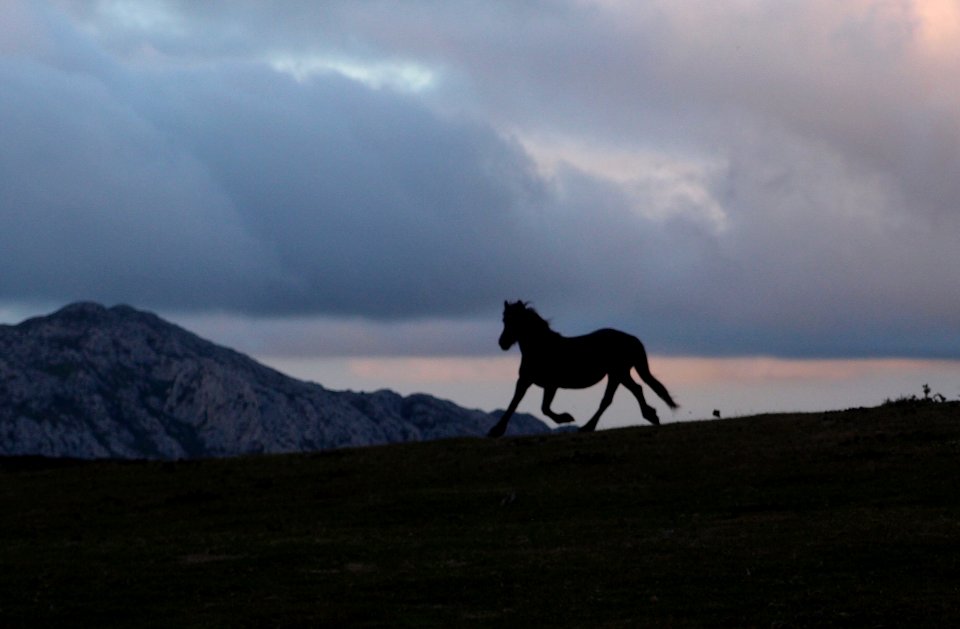 Pe arrubia, Cantabria, Spain