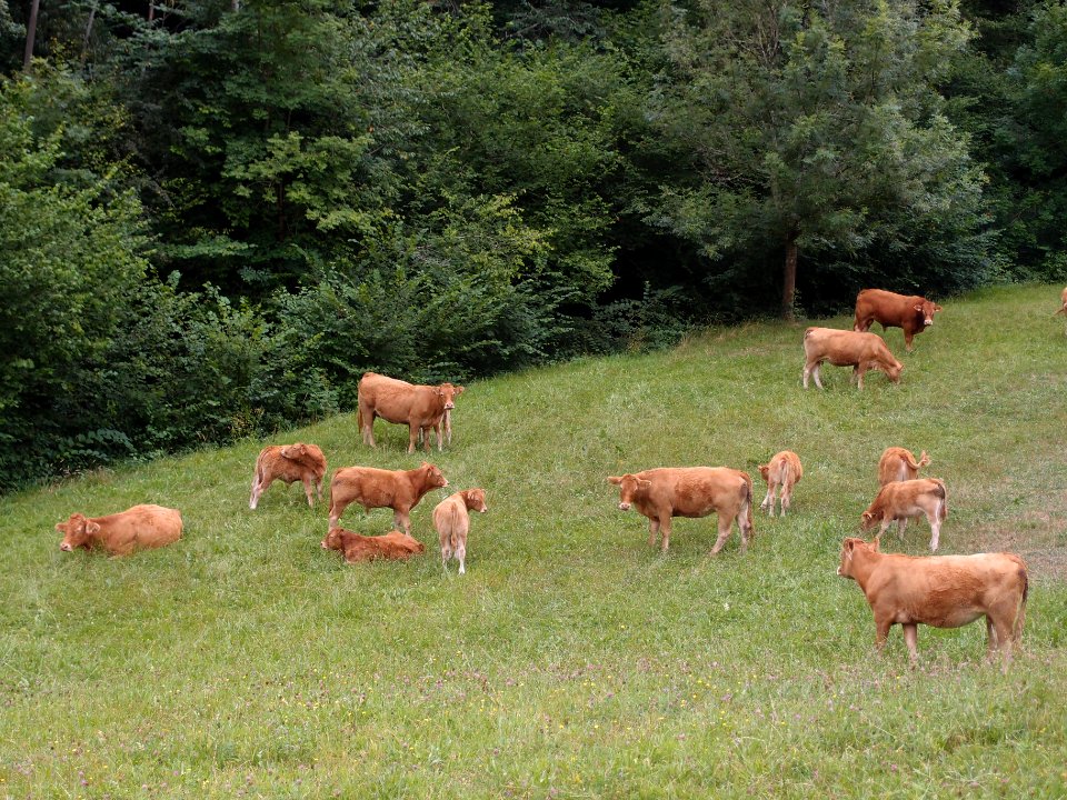 Pe arrubia, Cantabria, Spain