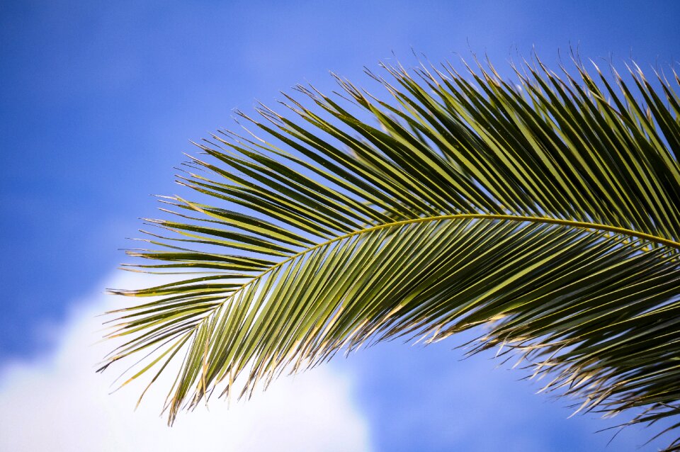 Palm branch tropical