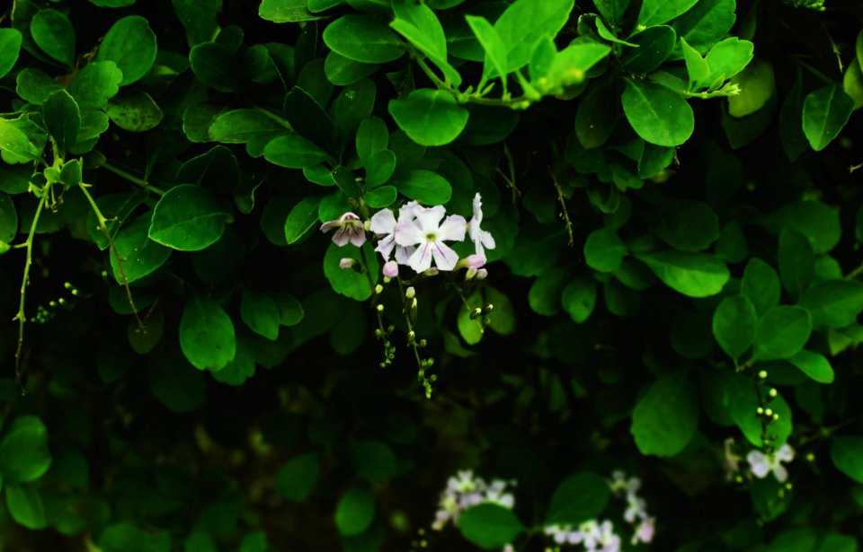 Forest, Bloom, Flowermagic