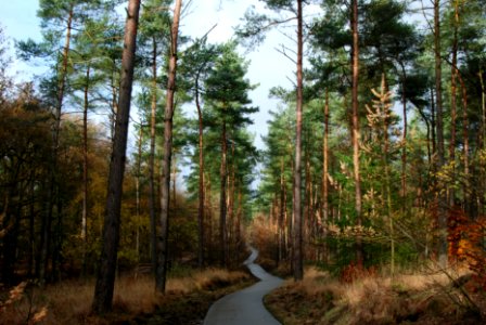 road in the middle of trees
