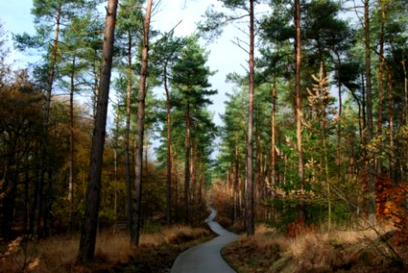 road in the middle of trees photo