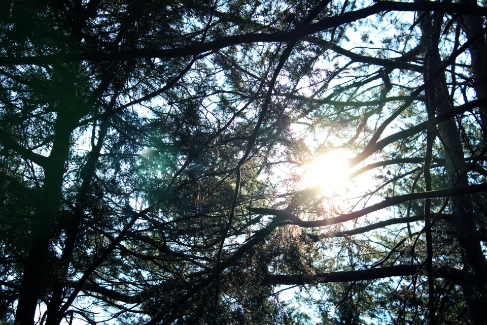 Sun glare sunlight trees