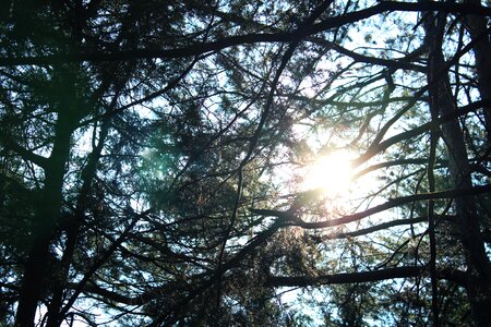 Sun glare sunlight trees
