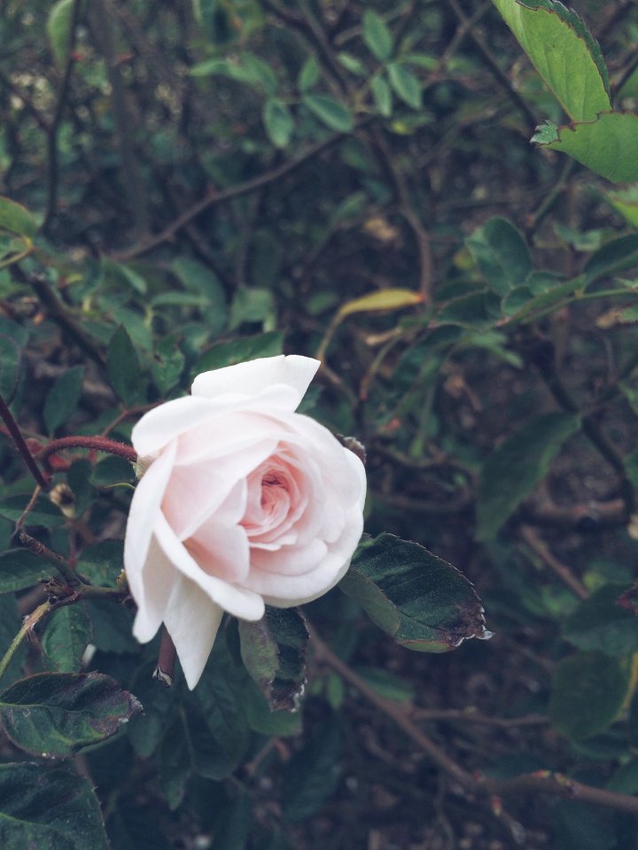 Fullerton arboretum, Fullerton, United states