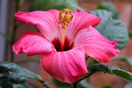 Blossom pink exotic photo