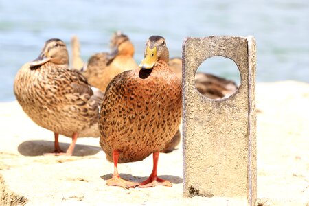 Bird nature animal