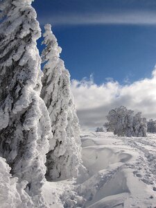 Wintry winter forest nature photo